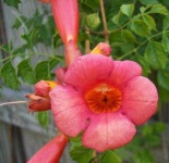 image of flower