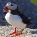 image of bird