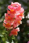 image of flower