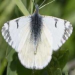 image of animal
