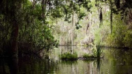 image of swamp