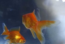 image of goldfish