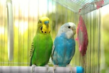 image of parakeet
