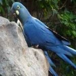 image of bird