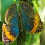 image of animal