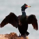 image of bird