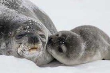 image of animal
