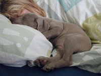 image of weimaraner
