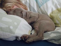 image of weimaraner #9