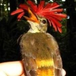 image of bird