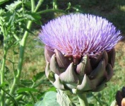 image of flower