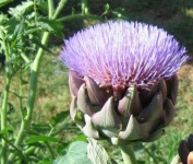 image of artichoke_flower #22