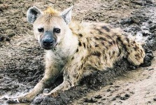 image of hyena