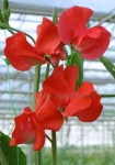 image of flower