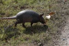 image of armadillo #2