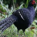 image of bird