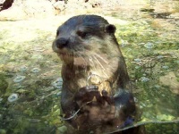 image of otter