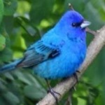 image of bird