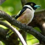 image of bird