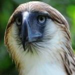 image of bird