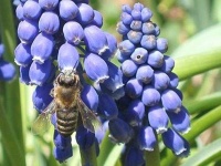 image of grape_hyacinth #14