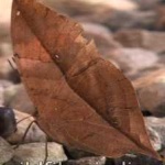 image of animal