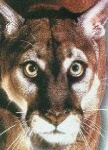 image of cougar_face