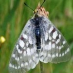 image of animal