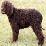 image of irish_spaniel #10