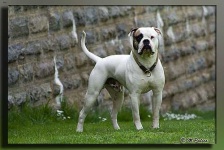image of animal