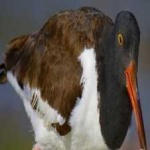 image of bird