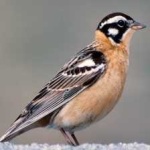 image of bird