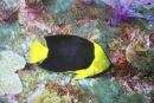 image of rock_beauty