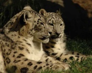 image of snow_leopard
