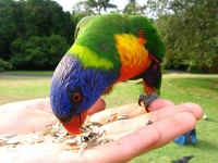 image of lorikeet