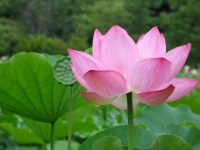 image of lotus #22