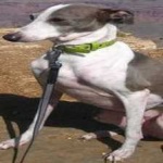 image of animal
