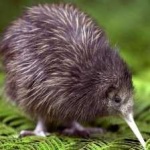 image of bird