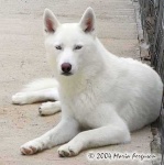 image of white_wolf #32