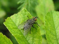 image of fly