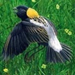 image of bird