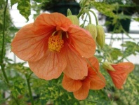 image of flower