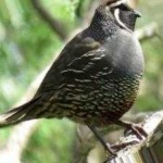 image of bird