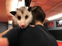 image of possum #23