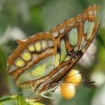 image of animal