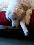 image of kuvasz