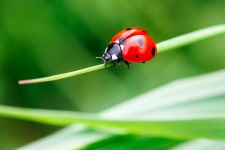 image of ladybugs #27