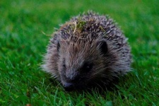 image of hedgehog