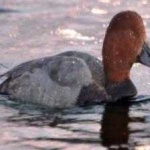 image of bird