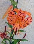 image of flower